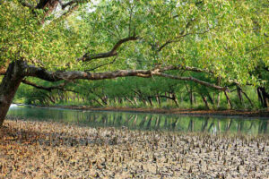 Sundarbans-সুন্দরবন